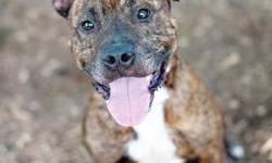 American Staffordshire Terrier - Frankie-in Foster - Medium
Frankie is a staff favorite!. He is a love bug, a total mush! We still have to dog and cat test him but with people, he is amazing...loves everyone and is very gentle. He even loves to be picked