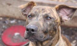American Staffordshire Terrier - Fritz - Medium - Baby - Male
FRITZ is about 10 months old and is a happy go lucky pup..he loves attention and he loves to play ...he is super friendly with people and dogs,but a little too active for the kitties...Fritz is