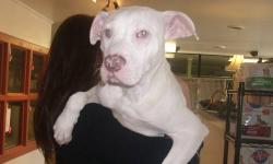 American Staffordshire Terrier - Gracie Sponsored Adoption
No charge for her adoption!! Gracie's adoption fee has been paid. Gracie is a white American Staffordshire Terrier mix puppy. She is such an amazing girl and is just so sweet! Gracie is deaf so