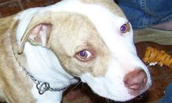 American Staffordshire Terrier - Gretchen - Medium - Adult
Gretchen came in as a stray. She was picked up on 09/16/12 in the Adams Ave area of Hornell. She is a super sweet girl who was a little thin when we acquired her and she had fleas which have since