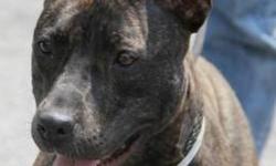 American Staffordshire Terrier - Happy - Medium - Young - Female
Happy is as happy as her name. This wonderful and outgoing girl is longing for a home of her own. She is an energetic girl who would love to go for walks or runs with her humans. She loves