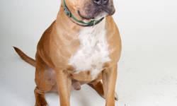 American Staffordshire Terrier - Hollywood - Large - Adult
Very sweet & friendly. Knows basic commands. Looking for a forever home.
CHARACTERISTICS:
Breed: American Staffordshire Terrier
Size: Large
Petfinder ID: 25143636
ADDITIONAL INFO:
Pet has been