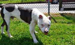 American Staffordshire Terrier - Jojo - Medium - Adult - Male
JOJO is an approximately 5 year old male neutered American Staffordshire terrier who is up to date with vaccinations and microchipped. Jojo was brought in as to the shelter as a stray and is