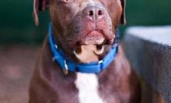 American Staffordshire Terrier - Lisa - Large - Adult - Female
Lisa is a low energy dog and very family oriented. She loves children and is very affectionate. She will keep her family safe. Not OK with cats. OK with some dogs.
CHARACTERISTICS:
Breed:
