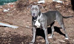 American Staffordshire Terrier - Lois - Medium - Baby - Female
Sweet little Lois is about as nice as they come. She is very sweet and calm. She enjoys playing with her toys and going for walks. This bundle of love has never met a stranger. She gets along
