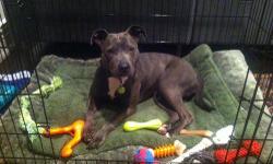 American Staffordshire Terrier - Lois - Medium - Baby - Female
Sweet little Lois is about as nice as they come. She is very sweet and calm. She enjoys playing with her toys and going for walks. This bundle of love has never met a stranger. She gets along