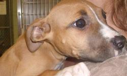 American Staffordshire Terrier - Max - Large - Baby - Male - Dog
Max and his siblings are such sweet and playful little puppies. When they arrived at our facility they were frightened and undernourished but they are now healthy and happy little