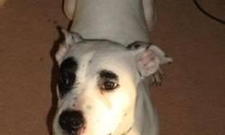American Staffordshire Terrier - Nala - Small - Young - Female
Nala is 6 months old, She was picked up as a stray running down the interstate. She is a sweet girl and full of puppy fun, Nala does well with kids, but she would like a home with kids 10 or