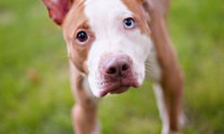 American Staffordshire Terrier - Nico - Medium - Young - Male
Meet Nico! This adorable young boy came to us after being abandoned in a New York City shelter. Nico wants nothing more than to be snuggling with the nearest person. Nico is blind so he is