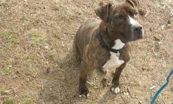 American Staffordshire Terrier - Pixie - Medium - Young - Female
Pixie is a sweet young female looking for her forever home. Pixie must be the only pet and should go to a home with older children. She is a bundle of energy and loves to go for walks. Pixie