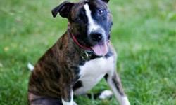 American Staffordshire Terrier - Rosie (deaf) - Medium - Young
Sweet Rosie came in as a stray recently. She has the sweetest, happiest personailty and will just smother you with kisses! She really enjoys playing with other dogs. She is truly a gem!
Please