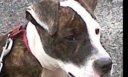 American Staffordshire Terrier - Roxy - Medium - Young - Female
Roxy is a 3 or 4 month old female pit bull puppy that was pulled from a crack house in the Bronx. She is sweet and cuddly and plays appropriately with other dogs and children. She is