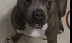 American Staffordshire Terrier - Sadot - Large - Adult - Male
CHARACTERISTICS:
Breed: American Staffordshire Terrier
Size: Large
Petfinder ID: 24895627
ADDITIONAL INFO:
Pet has been spayed/neutered
CONTACT:
Columbia-Greene Humane Society/SPCA | Hudson, NY