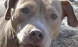 American Staffordshire Terrier - Sage - Medium - Young - Female
Please contact Leslie, our volunteer adoption coordinator, at 201- 981-3215 or email her at [email removed] or come visit us at the shelter.
All pets are spayed/neutered before leaving