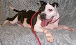 American Staffordshire Terrier - Sally Moo Moo - Medium - Senior
Sally is an 12 yr old girl who has been in a shelter pretty much her entire life. She still has plenty of energy and playful spunk. She just loves to run and play and get lots of exercise.