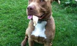American Staffordshire Terrier - Samson - Medium - Young - Male
***SAMSON IS NOT A CDR DOG. THIS IS A COURTESY POSTING FOR HIS CURRENT DAD WHO WILL MAKE ALL DECISIONS REGARDING HIS NEW HOME!*** Hi, my name is Samson, and I?m an incredibly special,