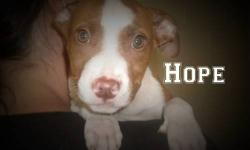 American Staffordshire Terrier - Stormie - Large - Baby - Female
Stormie and her siblings are such sweet and playful little puppies. When they arrived at our facility they were frightened and undernourished but they are now healthy and happy little