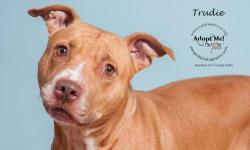 American Staffordshire Terrier - Trudie - Medium - Adult
Poor Trudie was seemingly abandoned after she had more puppies. It is probably a good guess that she was not treated well as she cowers easily. She has now been at the Rescue for about 6 months and