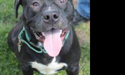 American Staffordshire Terrier - Tyson - Large - Adult - Male
Tyson is a very handsome friendly guy who is about 2 years old. He was surrendered by his short time owner as the landlord does not allow pets. We are told that he is friendly to other dogs and