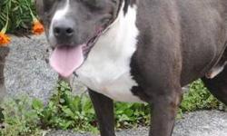 American Staffordshire Terrier - Tyson - Medium - Senior - Male
Short and stubby, Sweet and cuddly, Tyson was born in 2002 and recently lost his home when his owners became ill. This great boy is very gentle, loyal and devoted. He is fond of other dogs.
