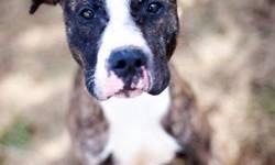 American Staffordshire Terrier - Ulysses - Large - Adult - Male
Sweet Ulysses came to us as a stray, so scarred and underweight with very poorly cropped ears. This guy has come a long way in a short time. He is now loving and much more trusting of