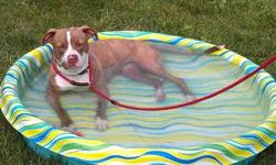 American Staffordshire Terrier - Vada-in Foster - Medium - Adult
Please note, Vada is in a foster home so if you'd like to meet her, please email [email removed] in advance to set up a meet/greet! Vada is a 2 year old gorgeous blue fawn pit bull. She is