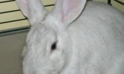 American - Thumper (courtesy Posting) - Small - Young - Male
***THIS IS A COURTESY POSTING FOR AN ANIMAL NEEDING A HOME OUTSIDE OF OUR HUMANE SOCIETY. PLEASE READ THE INFORMATION PROVIDED, THEN CONTACT THE OWNER WITH ANY QUESTIONS.*** Thumper is a cute