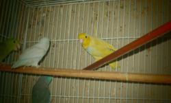 Female American White Parrotlet hatched late December 2013 (now 14 months old). Should be ready to breed. Comes with a DNA certificate. I was holding her back for my own breeding but am no longer interested in breeding parrotlets. She is available for