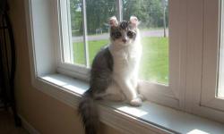 Angelicurls is a small Christ centered cattery located in Upstate NY. We specialize in long haired pet and show quality kittens. We regularly have kittens in a variety of colors including colorpoint(white/gray with blue eyes), calico, dilute calico, red,