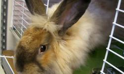 Angora Rabbit - Angus - Medium - Adult - Male - Rabbit
Our Angora Angus is a snuggle bunny waiting for a family to love!
CHARACTERISTICS:
Breed: Angora Rabbit
Size: Medium
Petfinder ID: 24315115
CONTACT:
Central New York SPCA | Syracuse, NY |