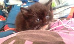 Hi I have two pure breed angroa kittens left out of a litter of 7 I was going to keep them but due to grand dad moving in with me and he haves allergies U need to rehome them they are 2 months old litter traind dewormed asking for a small fee of 150 each