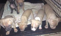 Hey I'm looking for a free pitbull puppy or young adult
I'm looking for a family dog and I don't have money to buy a puppy
It has to be trained if its an young adult or older
My name is Jerry please contact me here by text 9178643633
Has to be an American