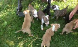 Puppies ready to go July 13th with first shots and dewormed. 4 females and 6 males. puppies are now 6 weeks and growing fast. Raised around kids and both parents are family dogs great temperaments. Taking deposits to hold puppy of choice. Get yours