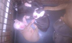 Got two left ,both females , darker grey and a brindle, great pet , smart great wit kids ,and easy to train plz call or txt 585-285-9794 thanx