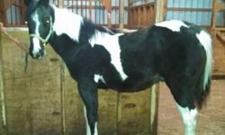 APHA reg. black tobiano colt. Coming yearling (dob 4/27/13). Leads, ties and lunges. This pic is from Nov. 2013. Current pics and video coming soon. Located near Utica NY. $2500.00 Pic of just his head is today 4/25/14 Pedigree can be seen at this link