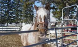 Appaloosa - Lydia - Medium - Adult - Female - Horse
Lydia came to us via a cruelty case this spring. She is a nice horse, needed work with trust issues, but has come a long way with her training. Have worked with her in the round pen, had the saddle on