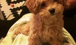 Hi I am very interested in finding my three toy poodle puppies a good home. My poodle puppies are pure bred will weigh around. 5 to 7 pounds. They are very healthy and playful. They were born on October 28, 2014 . They are pee wee pad trained and are very