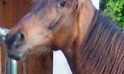Arabian - Foxy - Medium - Adult - Female - Horse
Foxy is a 20 year old Arabian mare with very impressive bloodlines. In her younger years, she had an illustrious riding career, living in a fine stable with her own private groom. Due to a family conflict,