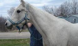 Arabian - Rumsen Azhrana (aka Rummy) - Medium - Adult - Male
Rumsen Azhrana (aka Rummy) is an 11 year old grey Registered Anglo-Arabian. 15 hands, very sweet, doing great under saddle, sound, healthy and up to date, fantastic mover. Come see him!! To