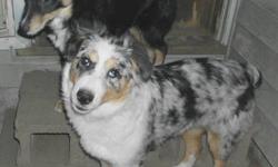 Tilly, blue merle, is my pick of the litter but sadly I have to let her go. My loss is your gain. She has all her puppy shots, rabies shot and been wormed. Born on May 10, 2012 she is now 5 months old. Indoor/outdoor dog. Socialized and loving. No food or