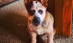 Australian Cattle Dog (Blue Heeler) - Axle - Medium - Young
This is "Axle" he is an approximately 2 year old, Shar Pei / Australian Shepherd mix that had been running at large for 5 plus days before he was brought into the shelter. He loves to be with