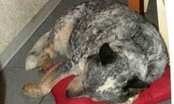 Australian Cattle Dog (Blue Heeler) - Boo - Medium - Young
Boo is a pure bred Blue Heeler (Australian Cattle Dog). He was surrendered by his owner who could no longer keep him, although he was well-cared for and loved. He is partially deaf but responds to