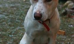 Australian Cattle Dog (Blue Heeler) - Lilly (courtesy Posting)
***This is a Courtesy Posting for a dog that needs a home outside of our shelter. Please read the information provided by the owner. If you are interested in finding out more about Lilly, the