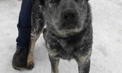 Australian Cattle Dog (Blue Heeler) - Merlotte - Medium - Adult
Hi, my name is Merlotte! I'm a handsome, 1 year old, neutered male, blue heeler. I'm friendly and energetic and I love to run around and play. Because I'm a herding dog, I like to chase cats,