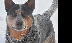 Two Males Left - Blue Heelers will have first shots, vet certificate of health and be dewormed. Working Blue heelers and pets. Pups raised in house with children and other animals. Give your kids something to do this spring and summer a perfect friend and