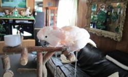 THIS IS A 7 YEAR OLD FEMALE PEACH W/YELLOW FLIGHT WINGS AUSTRALIAN MOLUCCAN COCKATOO.SHE LOVES A LOT OF ATTENTION, HEALTHY FOR BREEDING.SHE COMES WITH CAGE AND PLAY STAND AS YOU SEE IN PICTURES.REASON FOR SELLING WE ARE PLANING TO MOVE AND CAN'T TAKE HER.