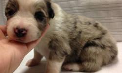 Blue merle female. Will be vaccinated and dewormed. Tails docked. Both parents on property.