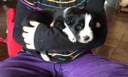 We have some beautiful FARM RAISED puppies for sale. The mother and the father are both extremely friendly and good with people. They are both pure bred,though not registered. Karli, the mom,is a tri-colored Aussie and Rascal is a black and white Border