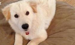 Australian Shepherd - Cassie - Large - Young - Female - Dog
Cassie, an 8 month old, 30-35 lb. female Great Pyrenees/Aussie mix is an absolute stunner with a light cream, long haired coat and dark beautiful eyes, but her beauty goes far beneath the