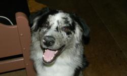 Leboau is an affectionate one year old male Australian shepherd. Due to specific reasons we are unable to keep him. More information will be provided to serious new families only. He is out of my breeding Tarranns High Plains Drifter and Tarranns Country